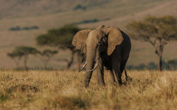 Comment organiser une expédition pour voir les éléphants en safari au Botswana : équipements et périodes recommandées ?